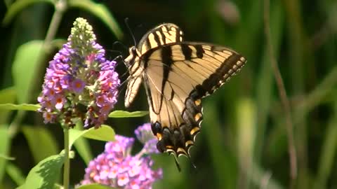 Lovely butterfly visiting the garden gathering pollen!