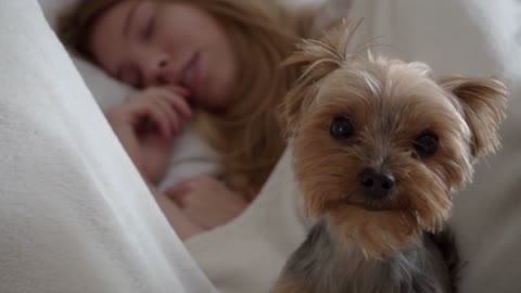 A close up of yorkshire terrier lick oneself in front of sleeping couple