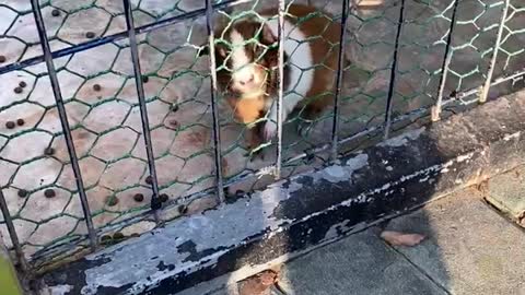 What a so cute Guinea pig