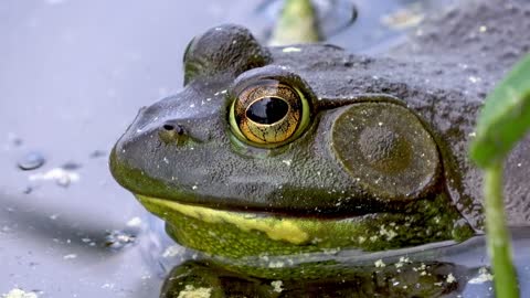 Everything Reptiles Every frog is cute, small and unique and so deserves to have a good frog.