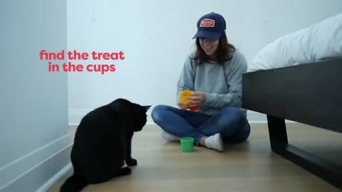 CAT TRICKS TO TEACH YOUR OWN CAT!!!