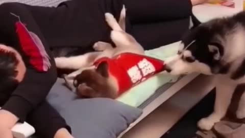 Stingy Husky wants to sleep with owner