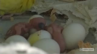 Smallest baby parrots!