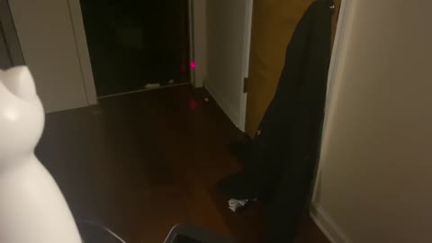 Black and White Kitten Chases Light