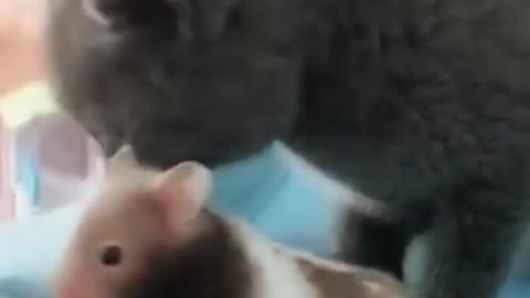 Funny cats and rats video|cats and rat cite fight| cute baby cat and rat