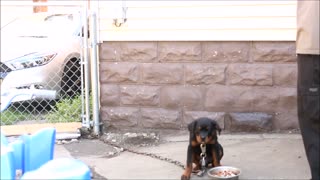 Aggressive Rottweiler Puppy