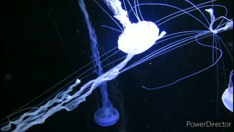 Amazing beauty of jelly fish in water world