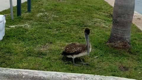 Healthy Pelican Flies Free After Being Injured