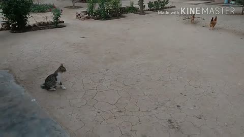 War Chicken VS Cat|The rooster wins😂