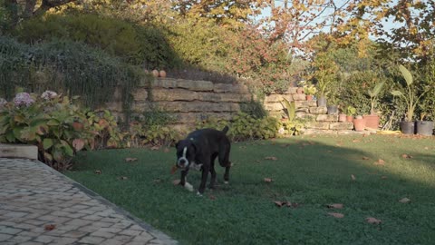 Black dog playing in a garden