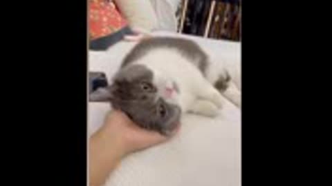 Adorable cat video s cut animals