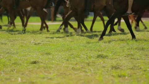 Harnessed horses run along the green field, grass, hooves of horses, close-up, narrow focus area