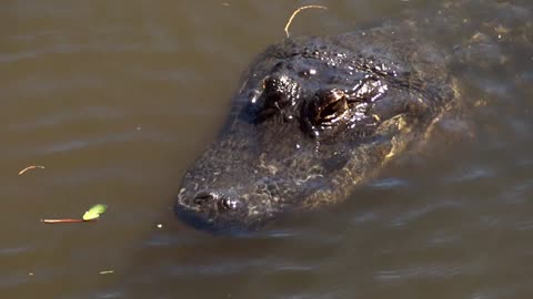 American Alligators