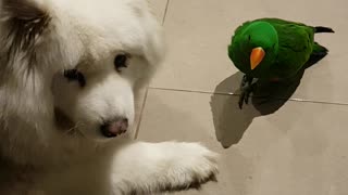 Menacing Parrot Takes on Samoyed