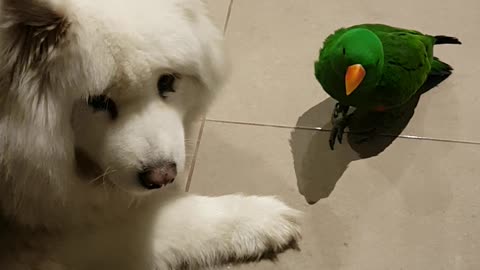 Menacing Parrot Takes on Samoyed