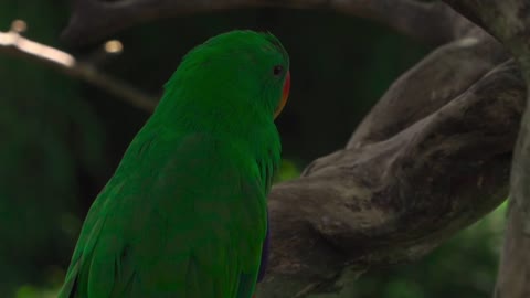 Amazing Parrot Birds Beautful World Life Natural Video.