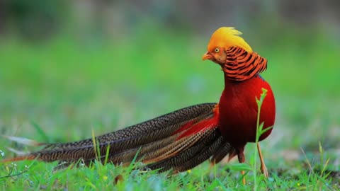 Birds from Papua indonesia