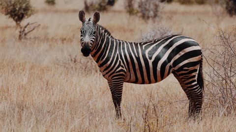 Zebra animal shorts video