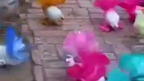 Beautiful Colorful Birds #shorts #viral #shortsvideo #video