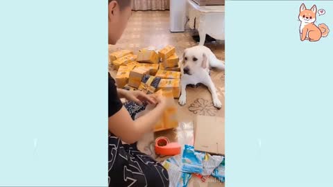 You will laugh at all DOGS " funny DOG vidéo