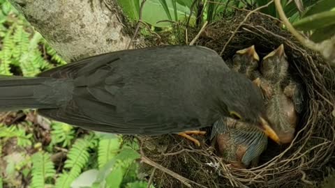 A Bird Feeding it's Hatchlings