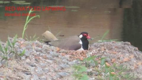 Red Wattled Lapwing