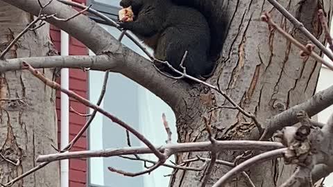 Squirrel food