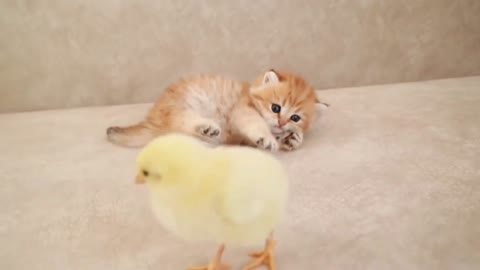 Kitten and chick play game