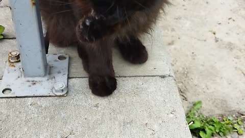 What a beautiful cat licking its paws! 😻🐾