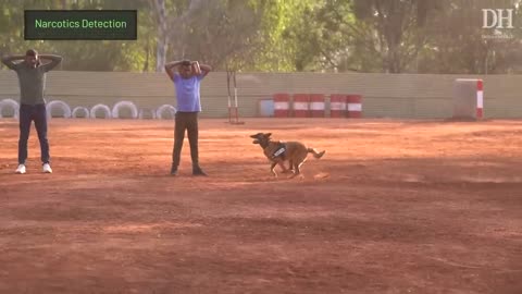 India’s elite K9 squad - How the CRPF trains its combat dogs