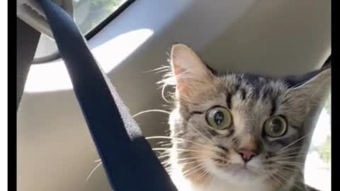 Adorable cats video