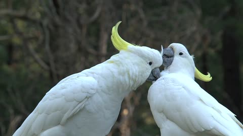 white birds caressing each other