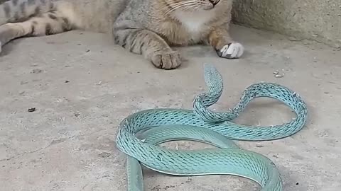 Cat’s reaction time leaves the snake in the dust