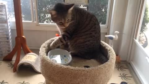 Cat drinking water with hands