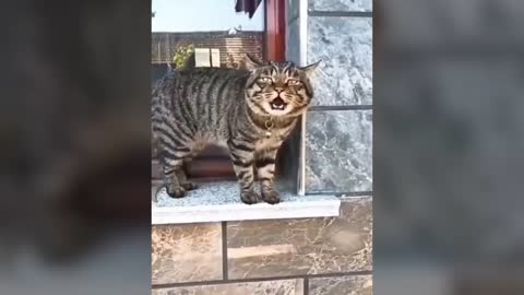 These cats can speak english better than people