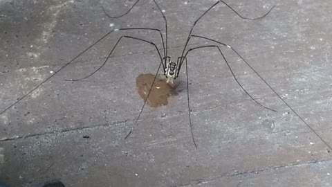 Daddy Long Legs Drinks a Droplet