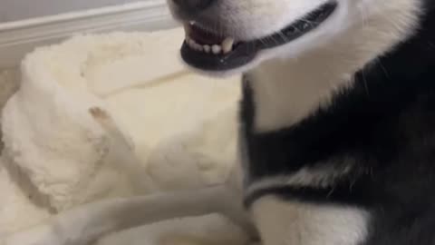 Don’t call this husky dramatic!