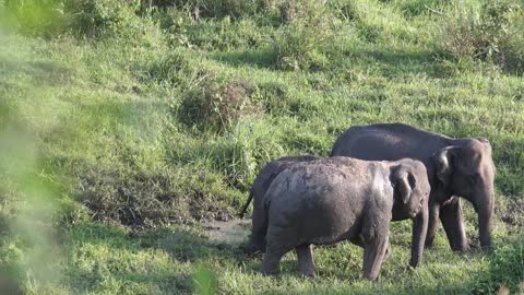 An elephant family 🙂