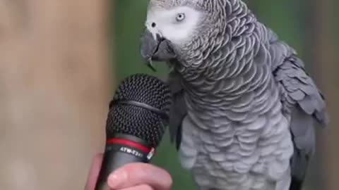 Parrot whistles and dances and talking funny beautiful Parrot