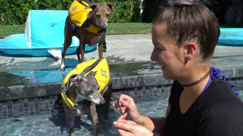 Teaching My Dogs How To Swim