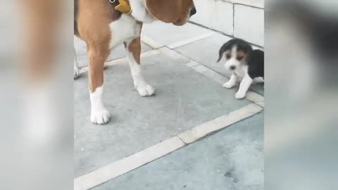 Beagle puppy is trying to bite her father - Leo & Lilly - Leo The Beagle