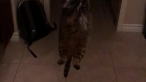 Slow-mo cat in air