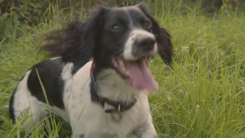 Dog Playing in field #2