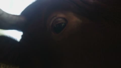 Cows Eye Close Up