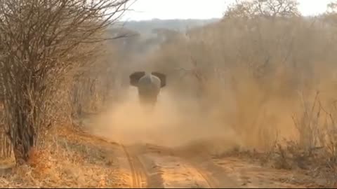 The Horrifying Scene When The Angry Giant Elephant Attacked Even Lion Had To Cry