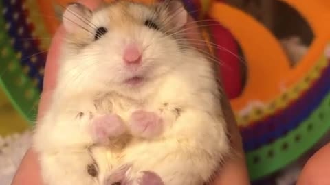 Hamster night is so cute