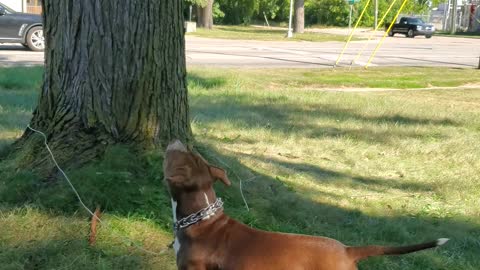 Dog mezmerized by wind blowing leaves