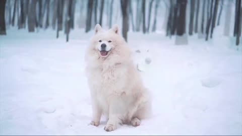 dog in the snow