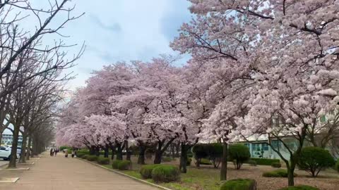 Pink cherry blossom in korean university