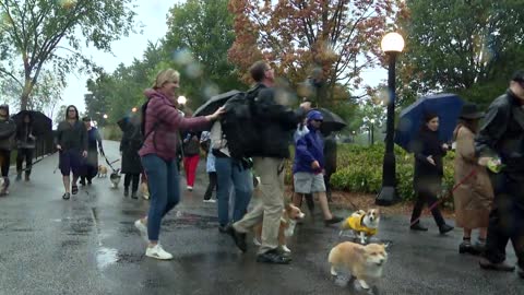 Queen Elizabeth death: Ottawa corgis march with Sons of Scotland Pipe Band